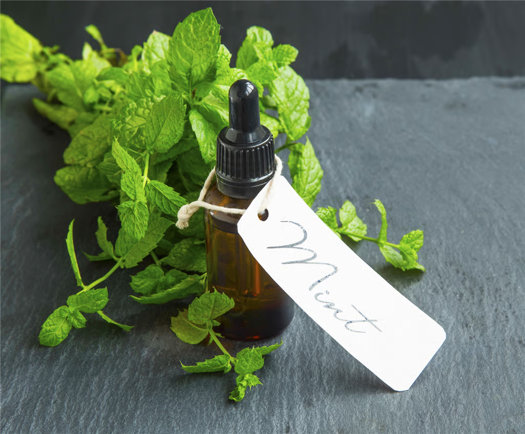 Paper Mint Fragrance 20ml